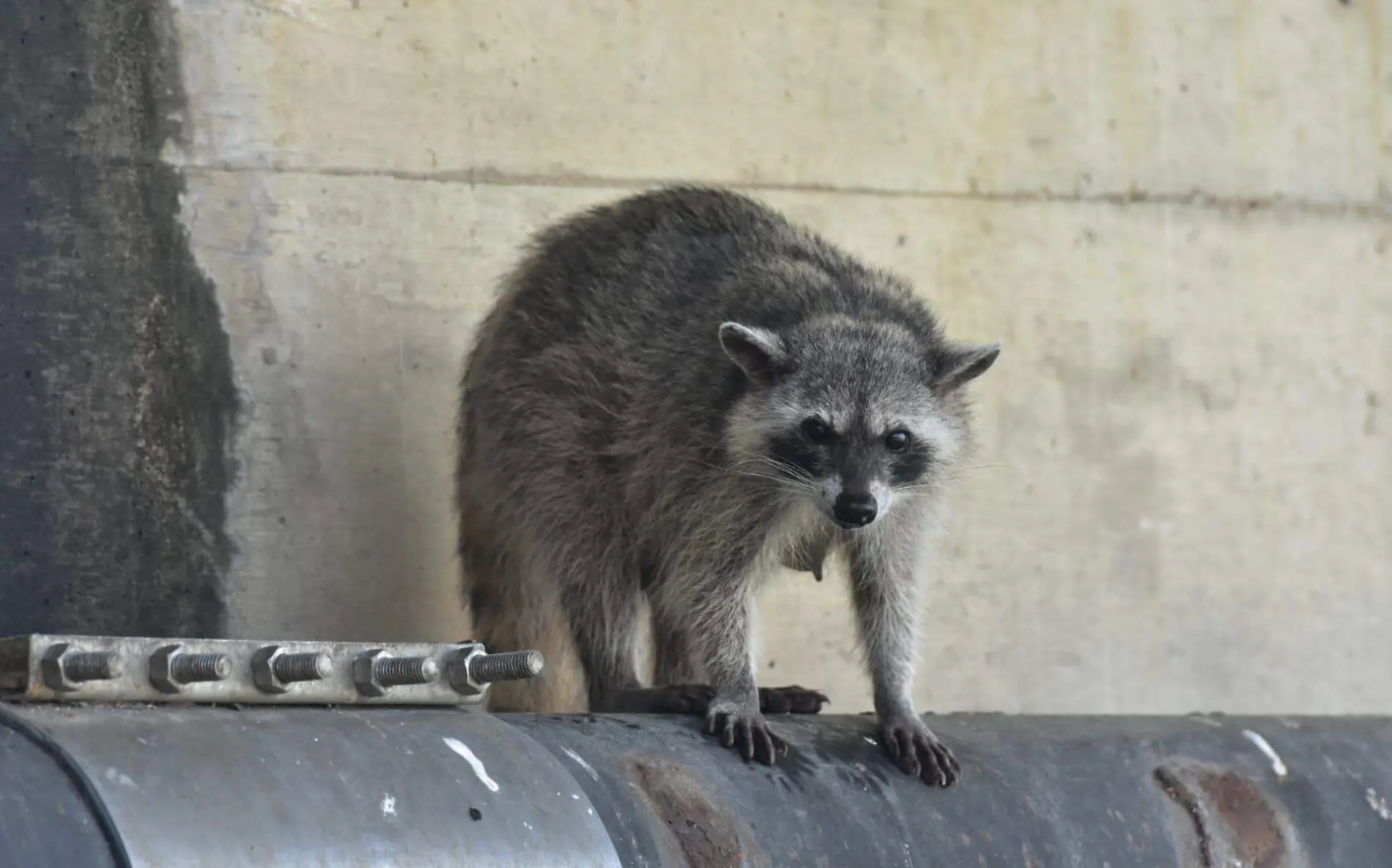 Mapaches invaden colonias de Tampico Alejandro del Ángel